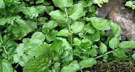 آب تره و عسل ؛ خاصیت ترکیب اب تره و عسل برای درمان عفونت ریه آب تره و عسل ؛ خاصیت ترکیب اب تره و عسل برای درمان عفونت ریه