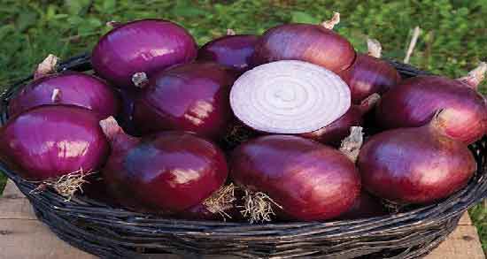 آب پیاز زدم به موهام و اثرات استفاده از آب پیاز برای مو آب پیاز زدم به موهام ؛ اثرات استفاده از آب پیاز برای مو