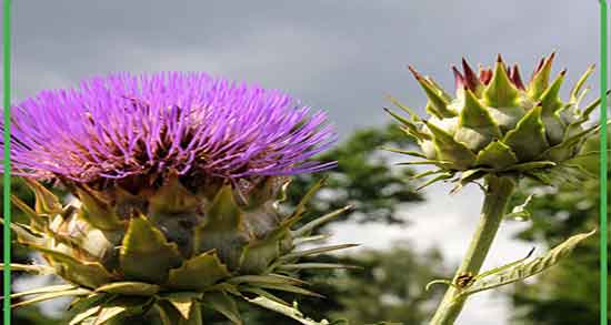 آرتیشو برای کبد چرب ؛ درمان چربی کبد با خوردن روزانه ارتیشو خام