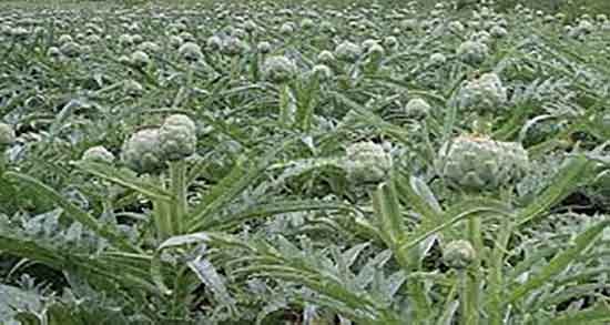 آرتیشو و لاغری ؛ درمان چاقی مفرد با مصرف ارتیشو پخته شده آرتیشو و لاغری ؛ درمان چاقی مفرد با مصرف ارتیشو پخته شده