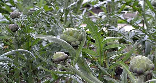 آرتیشو و چربی خون و ایا مصرف ارتیشو چربی خون را کاهش میدهد آرتیشو و چربی خون ؛ ایا مصرف ارتیشو چربی خون را کاهش میدهد