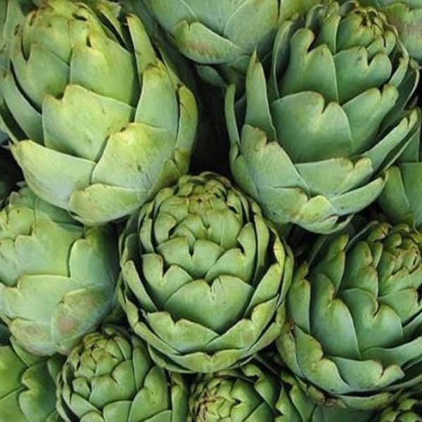 آرتیشو چیست ؛ ایا ارتیشو همان گیاه کنگر فرنگی است یا متفاوت هستند آرتیشو چیست ؛ ایا ارتیشو همان گیاه کنگر فرنگی است یا متفاوت هستند