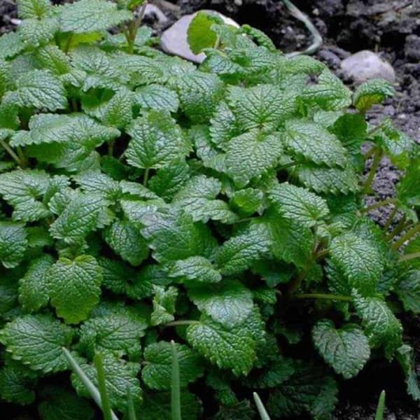 آشنایی با قوی ترین بادشکن طبیعی دنیا بادشکن طبیعی