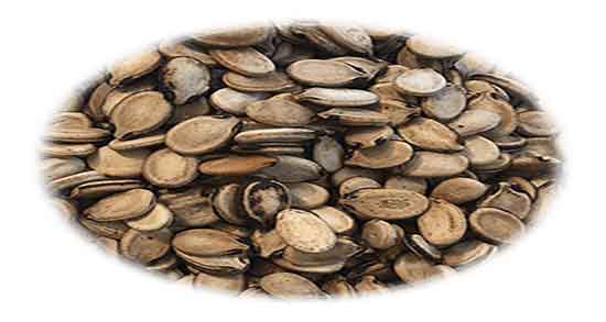 آیا تخمه هندوانه چربی دارد ؛ میزان چربی تخم هندوانه چقدر است آیا تخمه هندوانه چربی دارد ؛ میزان چربی تخم هندوانه چقدر است