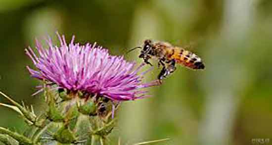 آیا عرق خار مریم برای کبد چرب خوب است ؛ درمان کبد چرب با عرق خار مریم