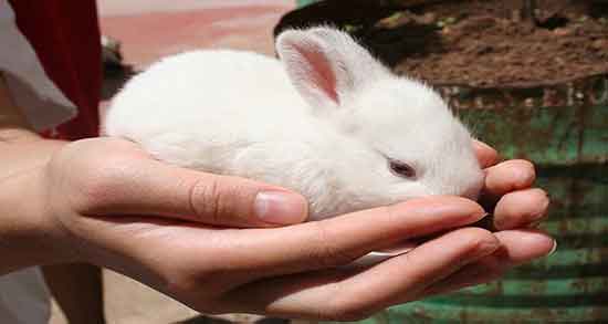 ارزش غذایی گوشت خرگوش ؛ ارزش غذایی گوشت خرگوش برای بدن ارزش غذایی گوشت خرگوش ؛ ارزش غذایی گوشت خرگوش برای بدن