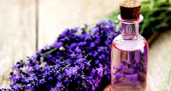 اسطوخودوس برای مو ؛ جلوگیری از ریزش مو با استفاده از اسطوخودوس