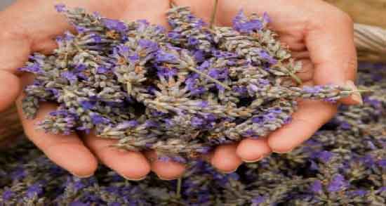 اسطوخودوس برای چی خوبه ؛ در چه مواردی از اسطوخودوس استفاده کنیم؟ اسطوخودوس برای چی خوبه ؛ در چه مواردی از اسطوخودوس استفاده کنیم؟