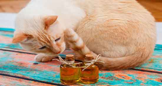 اسطوخودوس برای گربه و آرام کردن گربه با استفاده از رایحه اسطوخودوس اسطوخودوس برای گربه ؛ آرام کردن گربه با استفاده از رایحه اسطوخودوس