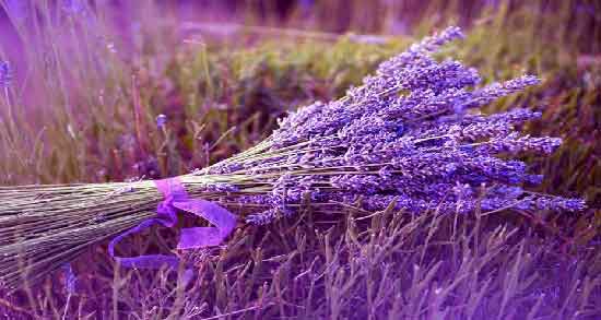 اسطوخودوس جاروی مغز ؛ اسطوخودوس به عنوان داروی پاکسازی کننده مغز اسطوخودوس جاروی مغز ؛ اسطوخودوس به عنوان داروی پاکسازی کننده مغز