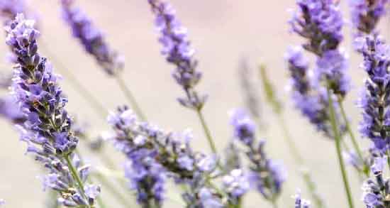 اسطوخودوس در دوران بارداری ؛ استفاده از اسطوخودوس در بارداری مفید است یا مضر؟ اسطوخودوس در دوران بارداری ؛ استفاده از اسطوخودوس در بارداری مفید است یا مضر؟