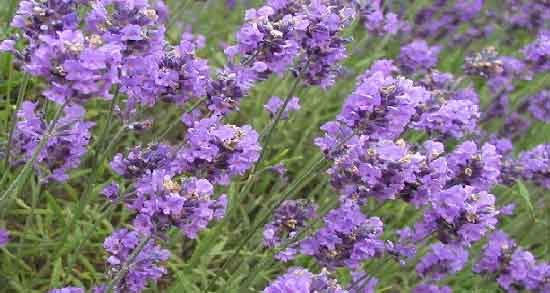 اسطوخودوس در طب اسلامی ؛ خاصیت دارویی اسطوخودوس از نظر طب اسلامی اسطوخودوس در طب اسلامی ؛ خاصیت دارویی اسطوخودوس از نظر طب اسلامی