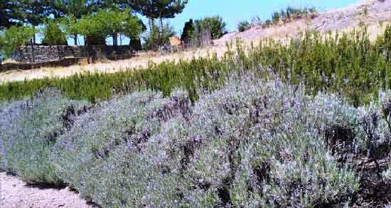 اسطوخودوس در کجا می روید ؛ در چه مناطقی از ایران اسطوخودوس رشد میکند؟ اسطوخودوس در کجا می روید ؛ در چه مناطقی از ایران اسطوخودوس رشد میکند؟