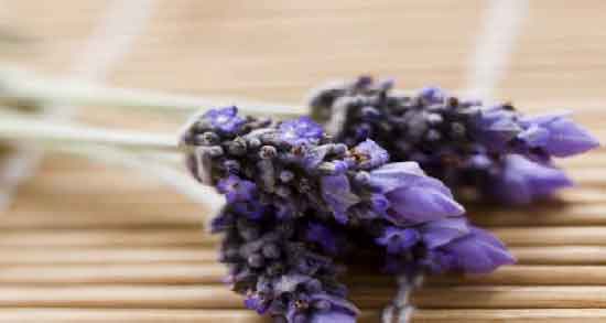 اسطوخودوس و لاغری ؛ چگونه با استفاده از اسطوخودوس لاغر شویم؟ اسطوخودوس و لاغری ؛ چگونه با استفاده از اسطوخودوس لاغر شویم؟