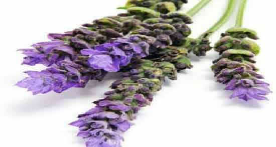 اسطوخودوس چیست ؛ معرفی کامل گیاه اسطوخودوس و خواصی که دارد اسطوخودوس چیست ؛ معرفی کامل گیاه اسطوخودوس و خواصی که دارد