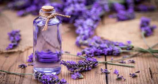 انواع اسطوخودوس ؛ آشنایی با انواع اسطوخودوس و خواصی که دارند انواع اسطوخودوس ؛ آشنایی با انواع اسطوخودوس و خواصی که دارند