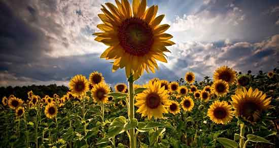 انواع تخمه آفتابگردان ؛ انواع تخمه آفتابگردان شمشیری و قیمت ان انواع تخمه آفتابگردان ؛ انواع تخمه آفتابگردان شمشیری و قیمت ان