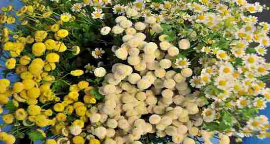 انواع گل بابونه و چند نوع گل بابونه وجود دارد؟ انواع گل بابونه ؛ چند نوع گل بابونه وجود دارد؟