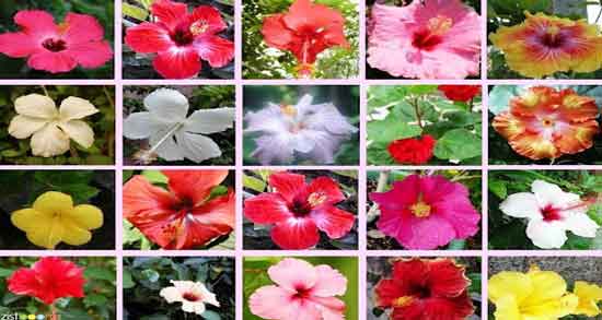 انواع گل ختمی و چند نوع گل ختمی وجود دارد انواع گل ختمی ؛ چند نوع گل ختمی وجود دارد