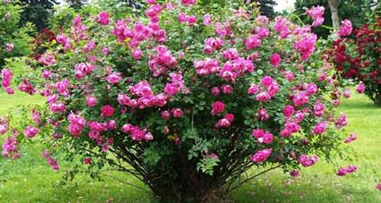 انواع گل محمدی و چند نوع گل محمدی وجود دارد؟ انواع گل محمدی ؛ چند نوع گل محمدی وجود دارد؟