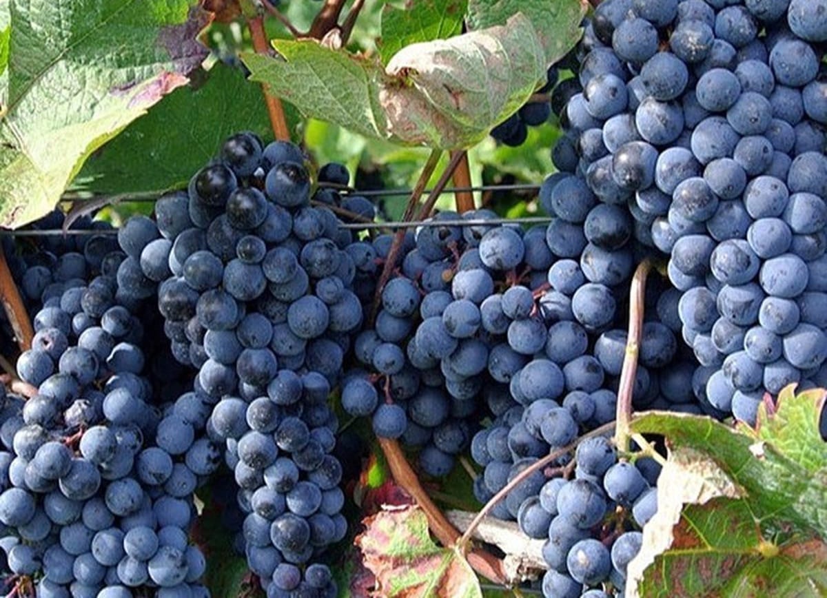 انگور شانی چیست + خواص، مشخصات ظاهری، کاربردها و نکات خرید