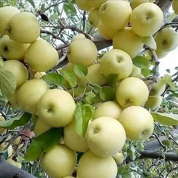 ایمنی ۸ برابری بدن با خوردن دو سیب ناشتا ایمنی 8 برابری بدن با خوردن دو سیب ناشتا