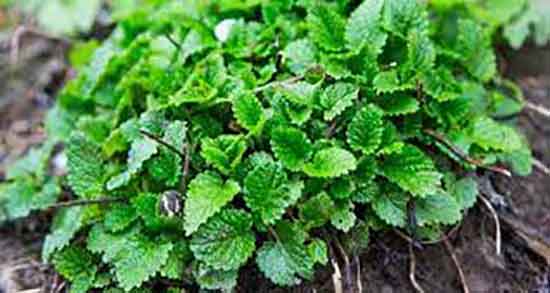 بادرنجبویه برای لاغری ؛ ایا بادرنجبویه برای لاغری بدن مفید است بادرنجبویه برای لاغری ؛ ایا بادرنجبویه برای لاغری بدن مفید است