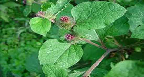 بادرنجبویه برای معده ؛ ایا بادرنجبویه برای درمان زخم معده خوبه بادرنجبویه برای معده ؛ ایا بادرنجبویه برای درمان زخم معده خوبه