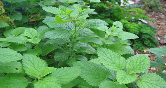 بادرنجبویه برای کم کاری تیروئید ؛ درمان کم کاری تیروئید با بادرنجبویه بادرنجبویه برای کم کاری تیروئید ؛ درمان کم کاری تیروئید با بادرنجبویه