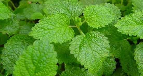 بادرنجبویه برای کودکان ؛ فواید بادرنجبویه برای رفلاکس معده کودکان بادرنجبویه برای کودکان ؛ فواید بادرنجبویه برای رفلاکس معده کودکان