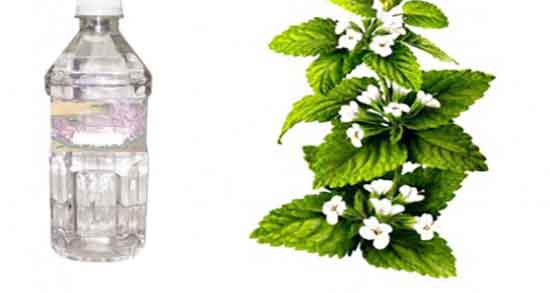 بادرنجبویه در بارداری ضرر دارد ؛ ایا خوردن بادرنجبویه برای زنان باردار مضره