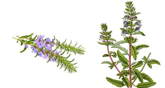 بادرنجبویه در شیردهی ؛ ایا دمنوش بادرنجبویه برای افزایش شیر مفیده بادرنجبویه در شیردهی ؛ ایا دمنوش بادرنجبویه برای افزایش شیر مفیده