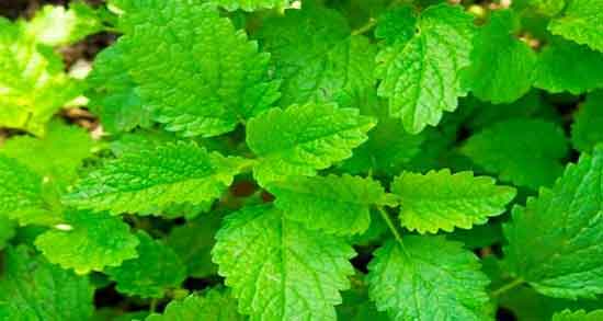 بادرنجبویه در طب اسلامی ؛ فواید بادرنجبویه از نظر طب اسلامی بادرنجبویه در طب اسلامی ؛ فواید بادرنجبویه از نظر طب اسلامی