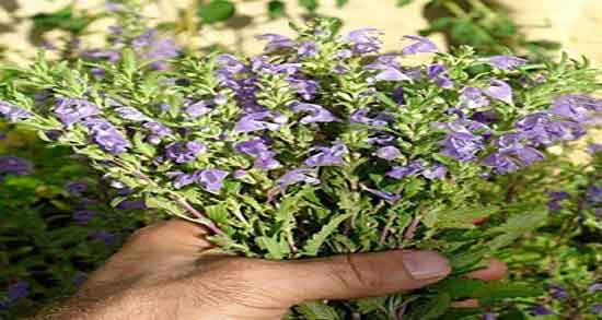 بادرنجبویه و فشار خون ؛ خاصیت مصرف بادرنجبویه برای کنترل فشار خون بادرنجبویه و فشار خون ؛ خاصیت مصرف بادرنجبویه برای کنترل فشار خون