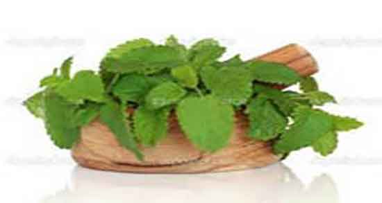 بادرنجبویه و فشار خون بالا ؛ خاصیت بادرنجبویه برای کنترل فشار خون بادرنجبویه و فشار خون بالا ؛ خاصیت بادرنجبویه برای کنترل فشار خون