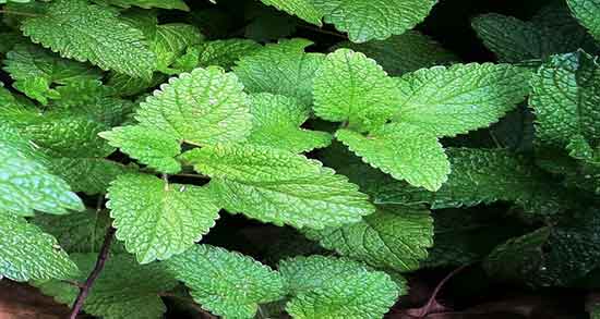 بادرنجبویه و لاغری ؛ ایا خوردن بادرنجبویه برای چربی سوزی بدن مفیده بادرنجبویه و لاغری ؛ ایا خوردن بادرنجبویه برای چربی سوزی بدن مفیده