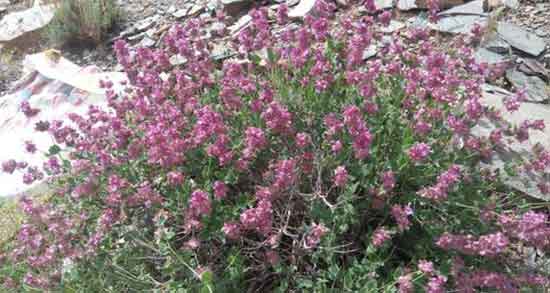 بادرنجبویه و یبوست ؛ فواید گیاه بادرنجبویه برای درمان یبوست کودکان بادرنجبویه و یبوست ؛ فواید گیاه بادرنجبویه برای درمان یبوست کودکان