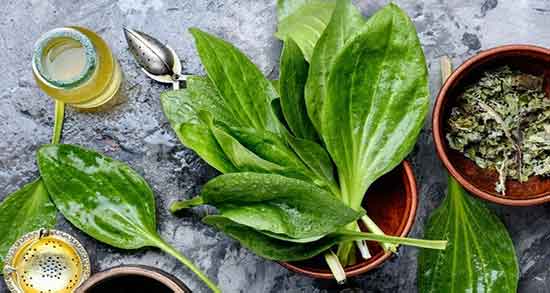 بارهنگ و عرق نعنا خیراندیش ؛ خواص بارهنگ و عرق نعنا دکتر خیر اندیش