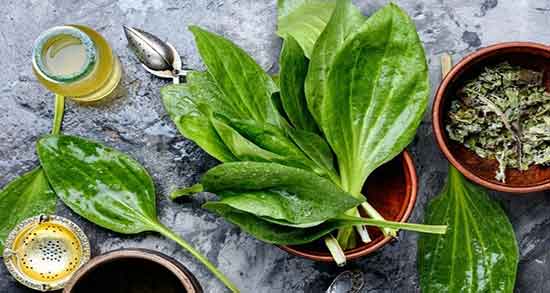 بارهنگ و نعنا ؛ خاصیت بارهنگ و نعناع برای درمان اسهال کودکان بارهنگ و نعنا ؛ خاصیت بارهنگ و نعناع برای درمان اسهال کودکان