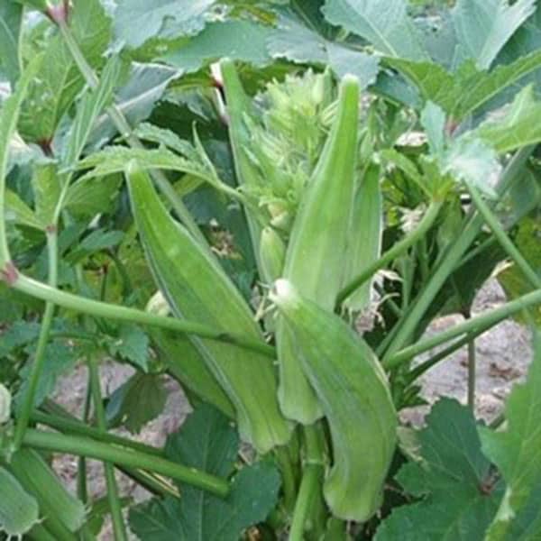 بامیه و کاهش قند خون ؛ کاهش قند خون زنان باردار با خورشت بامیه بامیه و کاهش قند خون ؛ کاهش قند خون زنان باردار با خورشت بامیه