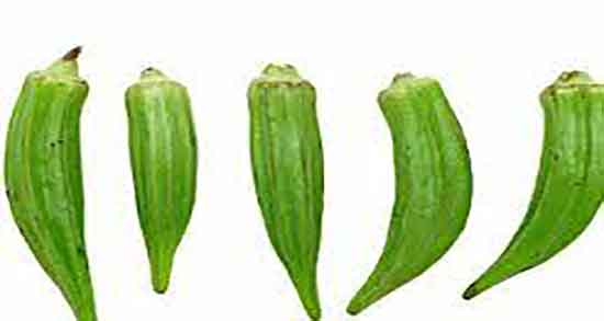 بامیه و کم کاری تیروئید ؛ درمان کم کاری تیروئید با مصرف بامیه خام بامیه و کم کاری تیروئید ؛ درمان کم کاری تیروئید با مصرف بامیه خام