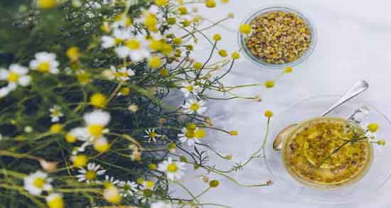 بخور گل بابونه ؛ خاصیت درمانی استفاده از بخور گل بابونه برای درمان بیماری های تنفسی بخور گل بابونه ؛ خاصیت درمانی استفاده از بخور گل بابونه برای درمان بیماری های تنفسی