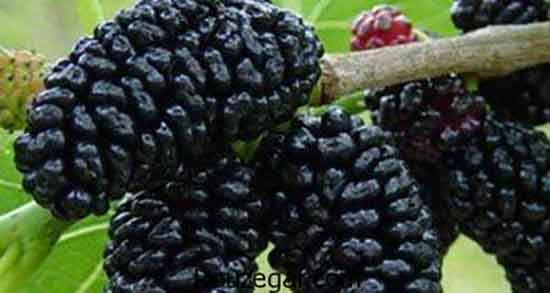 برگ شاه توت برای قند ؛ ایا خوردن برگ شاه توت دیابت را کنترل میکند برگ شاه توت برای قند ؛ ایا خوردن برگ شاه توت دیابت را کنترل میکند