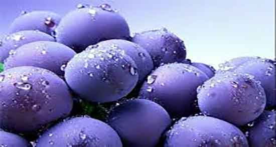 بلوبری در چه فصلی است ؛ میوه بلوبری در چه فصلی رشد میکند