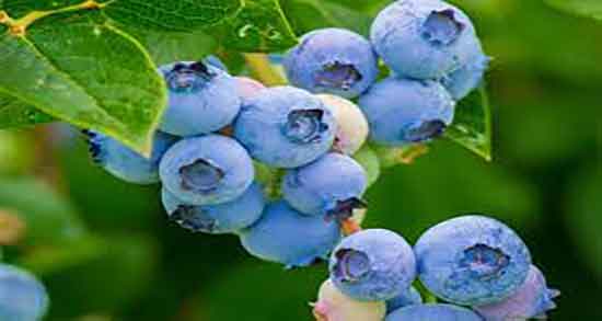 بلوبری و جلبک ؛ فواید مصرف بلوبری و جلبک برای زیبایی پوست بلوبری و جلبک ؛ فواید مصرف بلوبری و جلبک برای زیبایی پوست