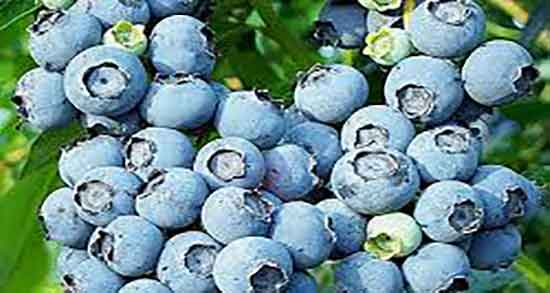 بلوبری و جلبک دریایی ؛ استفاده از بلوبری و جلبک دریایی برای ماسک صورت