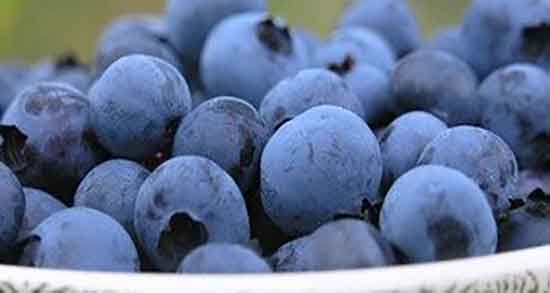 بهترین زمان مصرف بلوبری ؛ چه زمانی میوه بلوبری بخوریم برای بدن مفیده