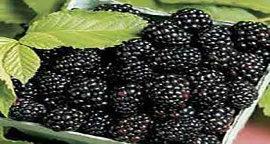 بهترین زمان مصرف شاه توت و چه موقع برای خوردن شاه توت مناسب است بهترین زمان مصرف شاه توت ؛ چه موقع برای خوردن شاه توت مناسب است