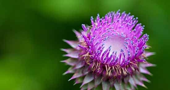 بهترین زمان مصرف عرق خار مریم ؛ نحوه مصرف عرق خار مریم چیست بهترین زمان مصرف عرق خار مریم ؛ نحوه مصرف عرق خار مریم چیست