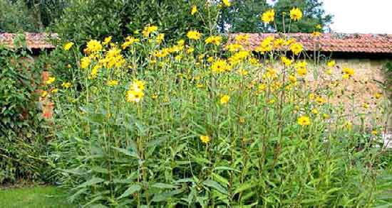 بوته سیب زمینی ترشی و مشخصات ظاهری بوته سیب زمینی ترشی چگونه است؟ بوته سیب زمینی ترشی ؛ مشخصات ظاهری بوته سیب زمینی ترشی چگونه است؟